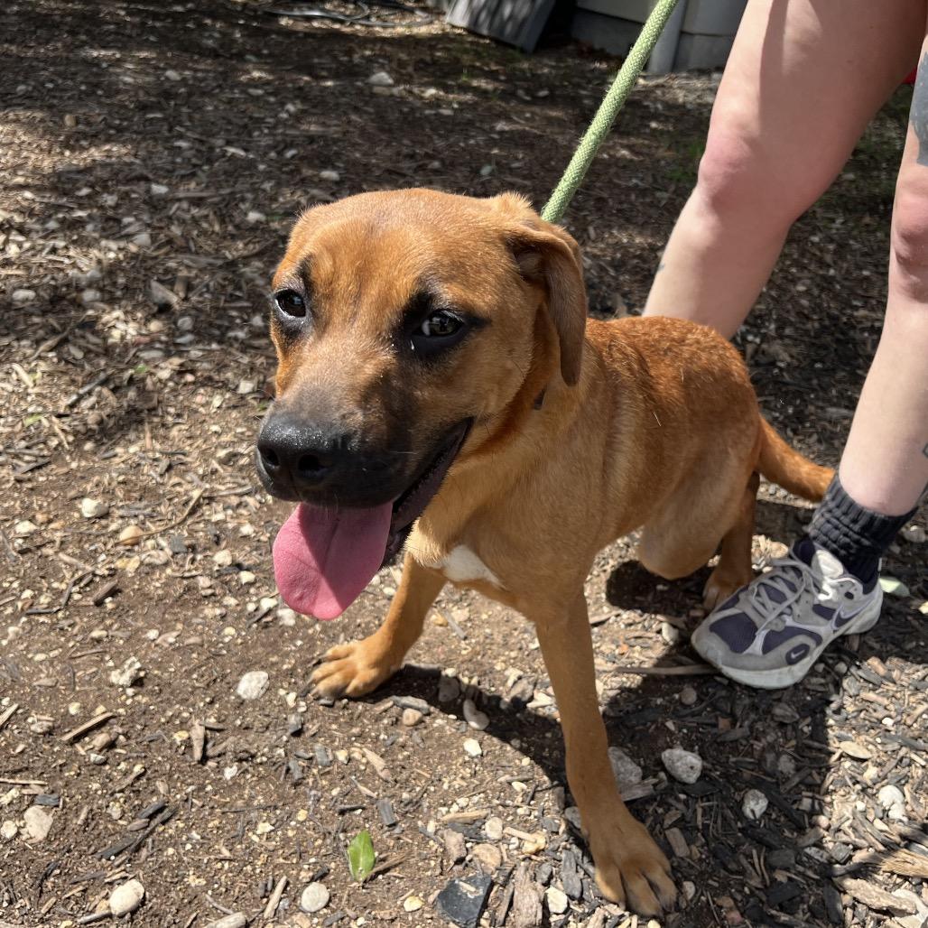 HONEY, Adoptable, Young Female Boxer & Mixed Breed.