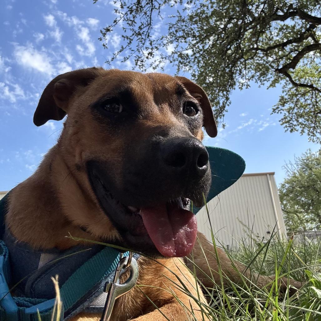 Enlarge HONEY, a Adoptable mixed breed in Kyle, TX image 2/3