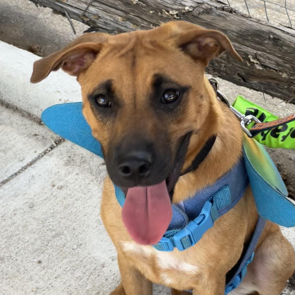 Enlarge HONEY, a Adoptable mixed breed in Kyle, TX image 3/3