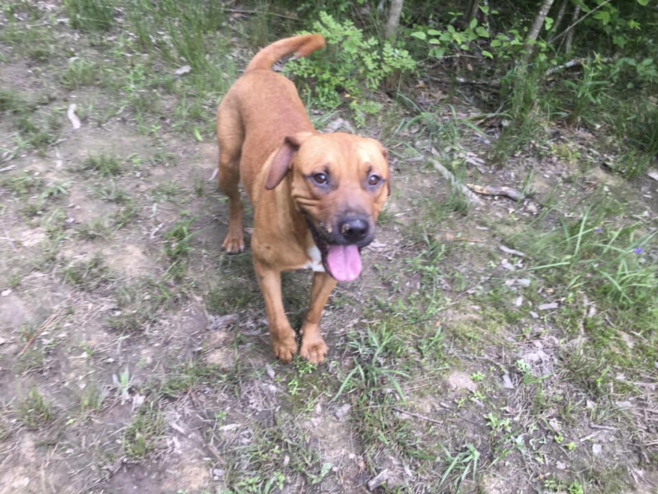 Enlarge Zak, a Adoptable mixed breed in Pine Bluff, AR image 3/6