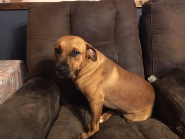 Enlarge Zak, a Adoptable mixed breed in Pine Bluff, AR image 4/6