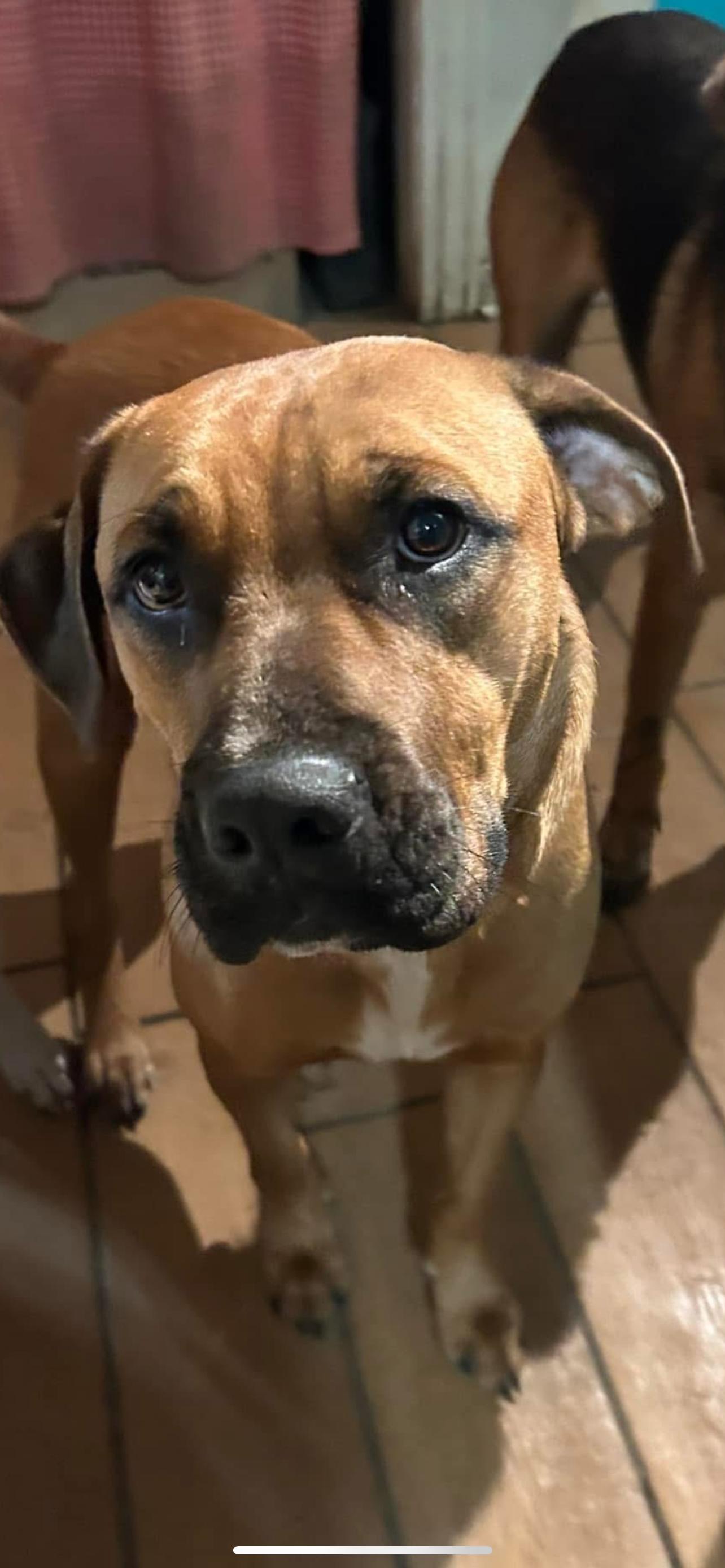 Enlarge Zak, a Adoptable mixed breed in Pine Bluff, AR image 2/6