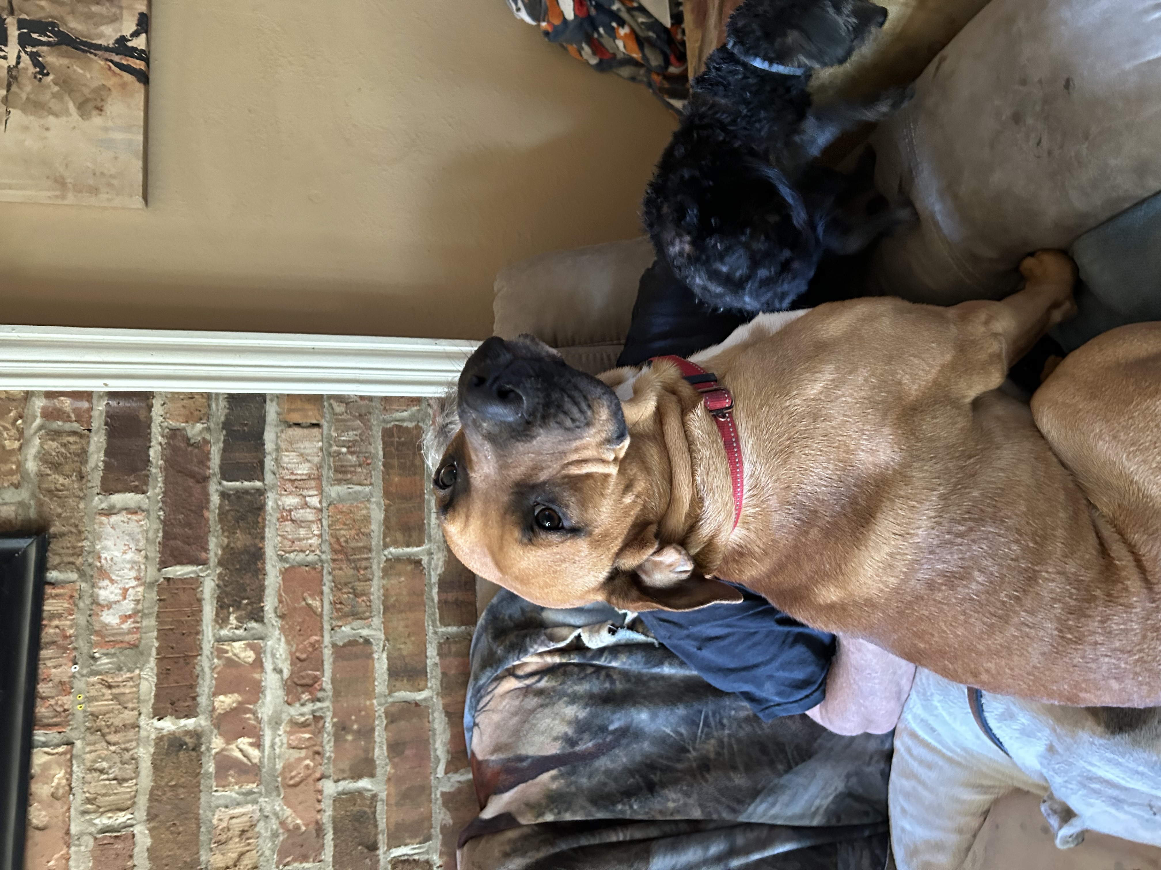 Enlarge Zak, a Adoptable mixed breed in Pine Bluff, AR image 5/6