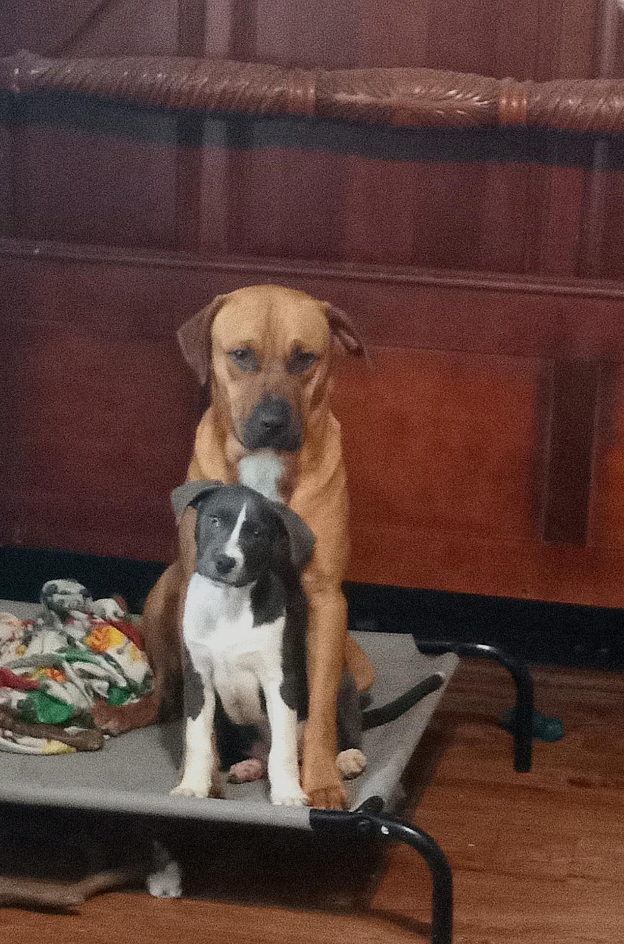 Enlarge Zak, a Adoptable mixed breed in Pine Bluff, AR image 6/6