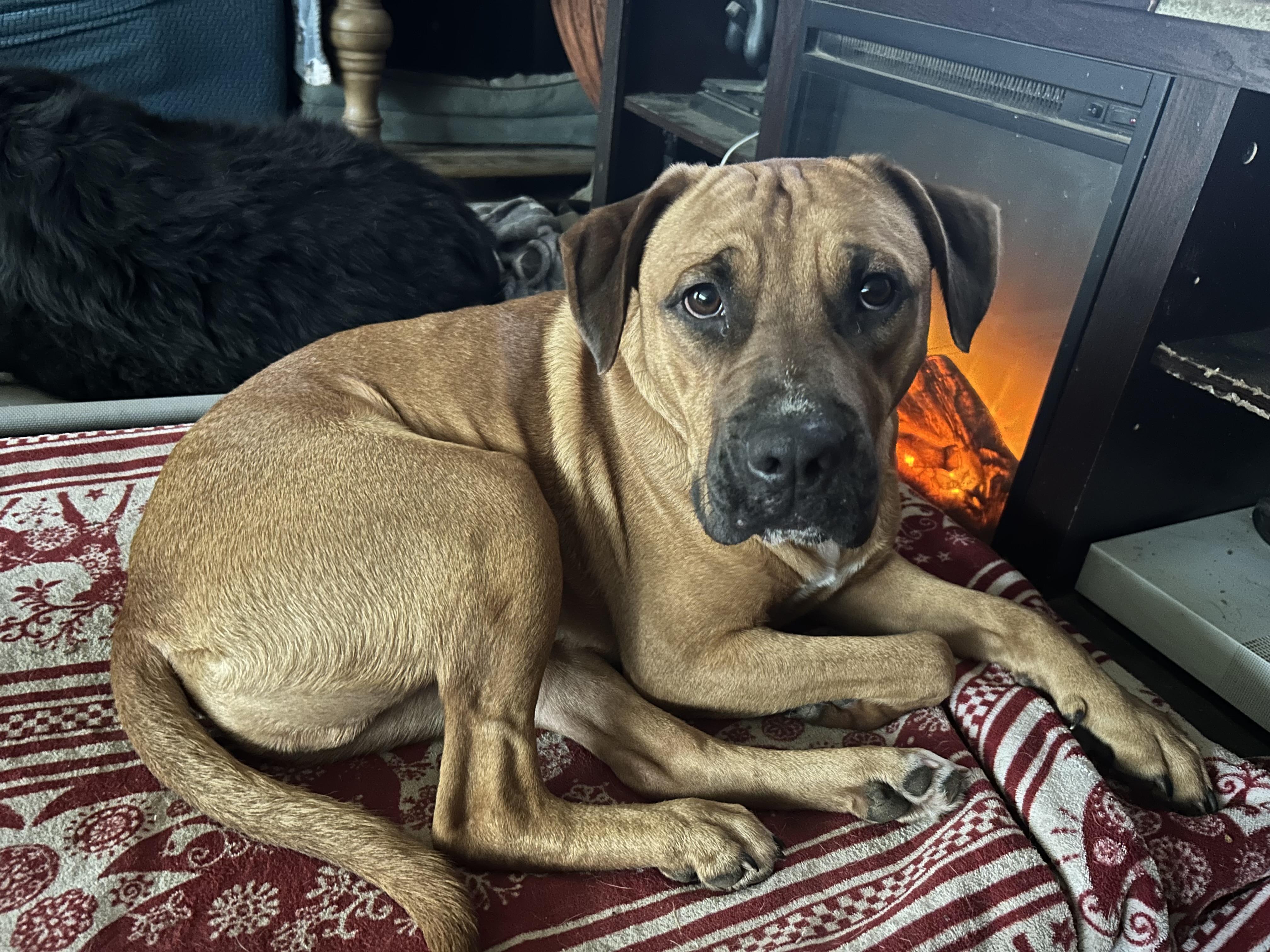 Enlarge Zak, a Adoptable mixed breed in Pine Bluff, AR image 1/6