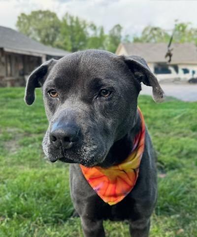 Baker, Adult Male Labrador Retriever