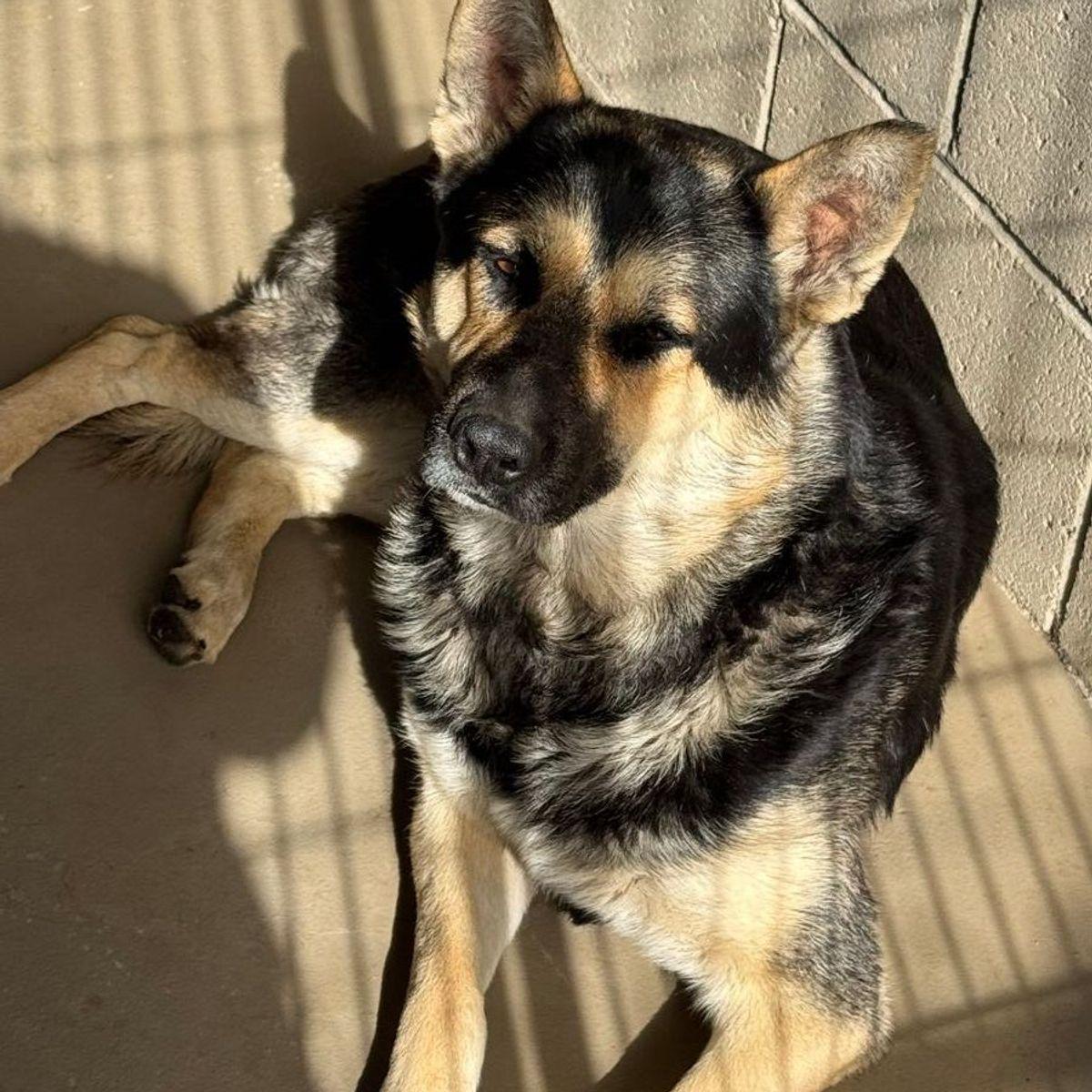 Enlarge Mako, a Adoptable Shepherd in Kingman, AZ image 1/2