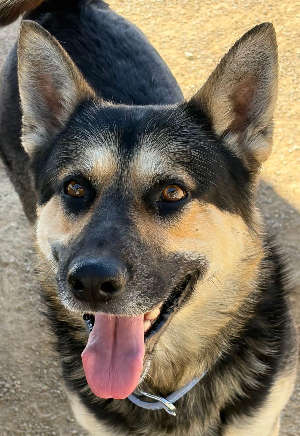 Enlarge Mako, a Adoptable Shepherd in Kingman, AZ image 2/2