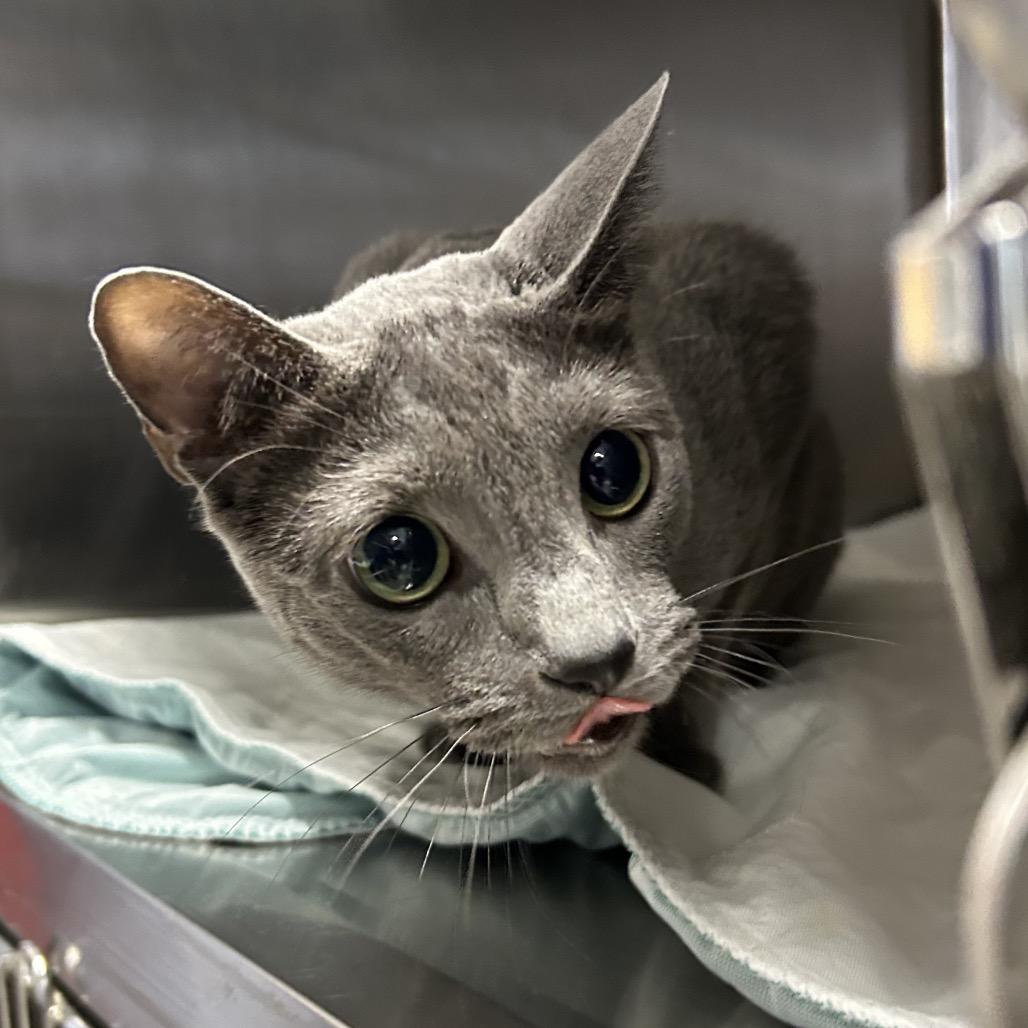 Enlarge Blue, a Adoptable Russian Blue in Oyster Bay, NY image 1/2