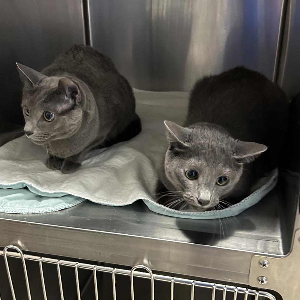 Enlarge Blue, a Adoptable Russian Blue in Oyster Bay, NY image 2/2