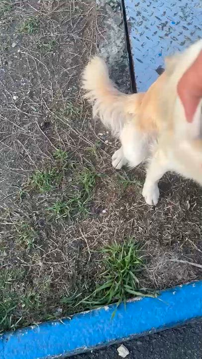 Enlarge Dulce, a Adoptable mixed breed in Danbury, CT video 1/4