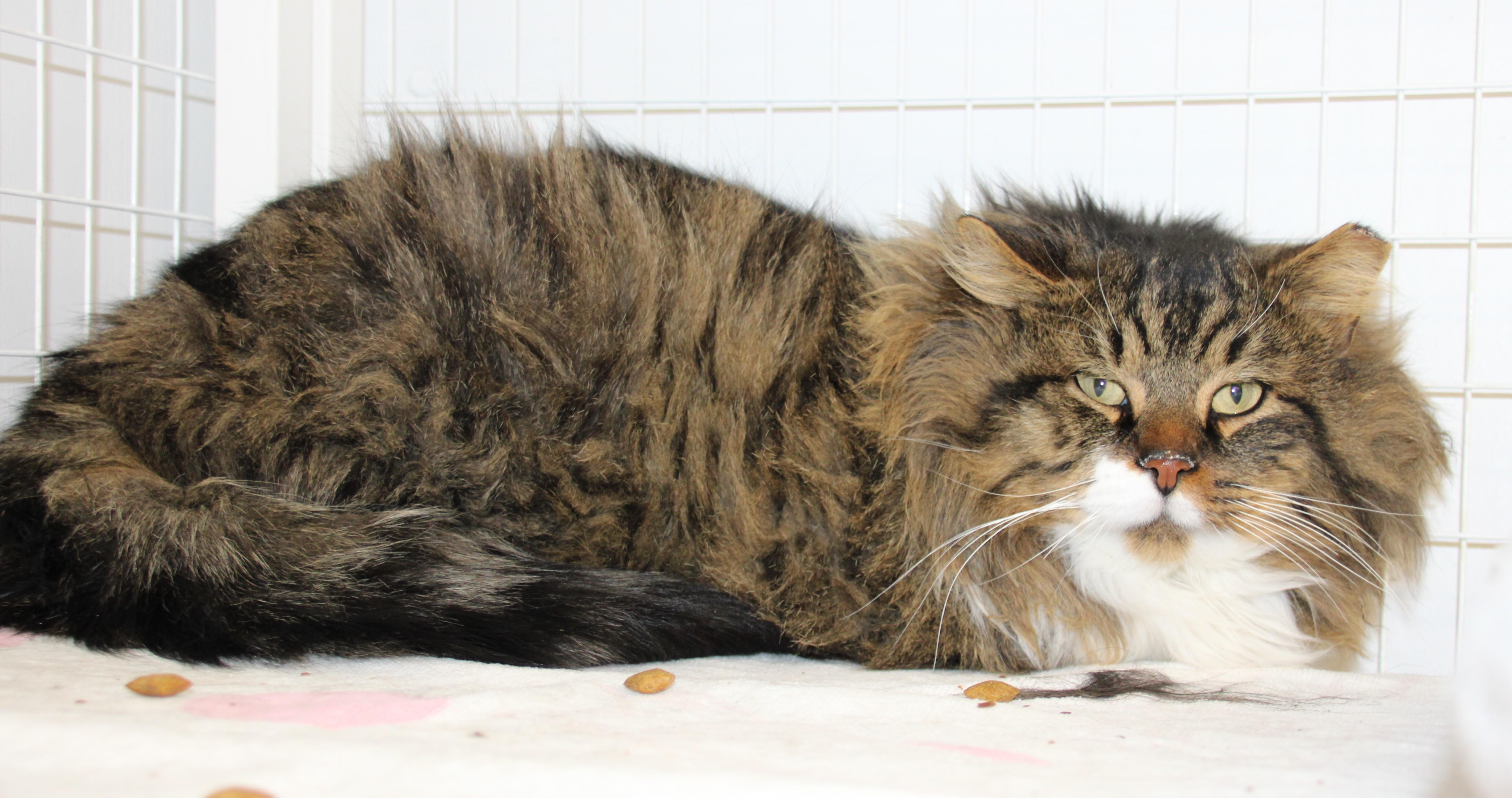 Enlarge Andy/Working Cat- Courtesy Post, a ADOPTABLE Domestic Long Hair in Medfield, MA image 3/3