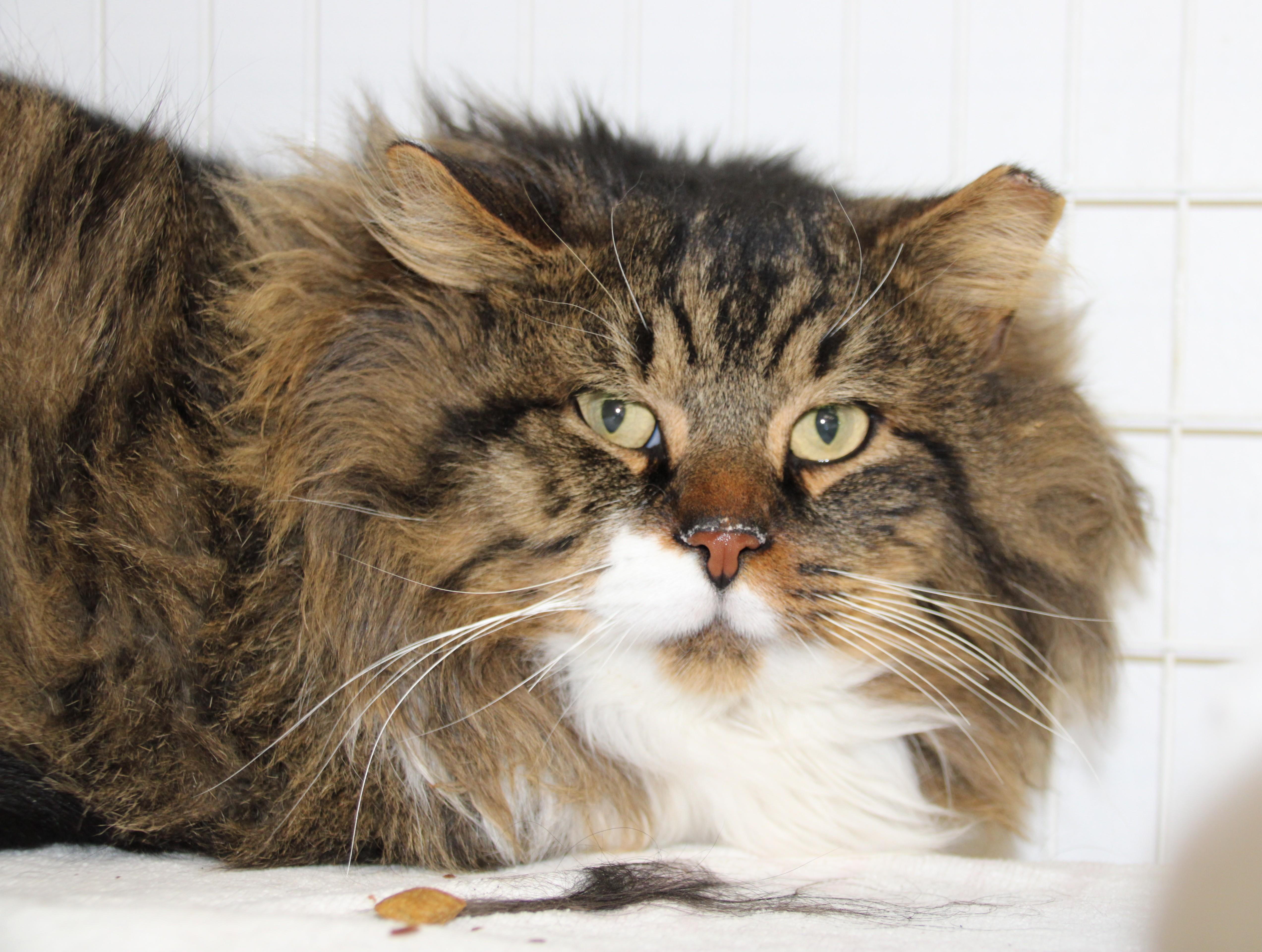 Andy/Working Cat- Courtesy Post, ADOPTABLE, Adult Male Domestic Long Hair.