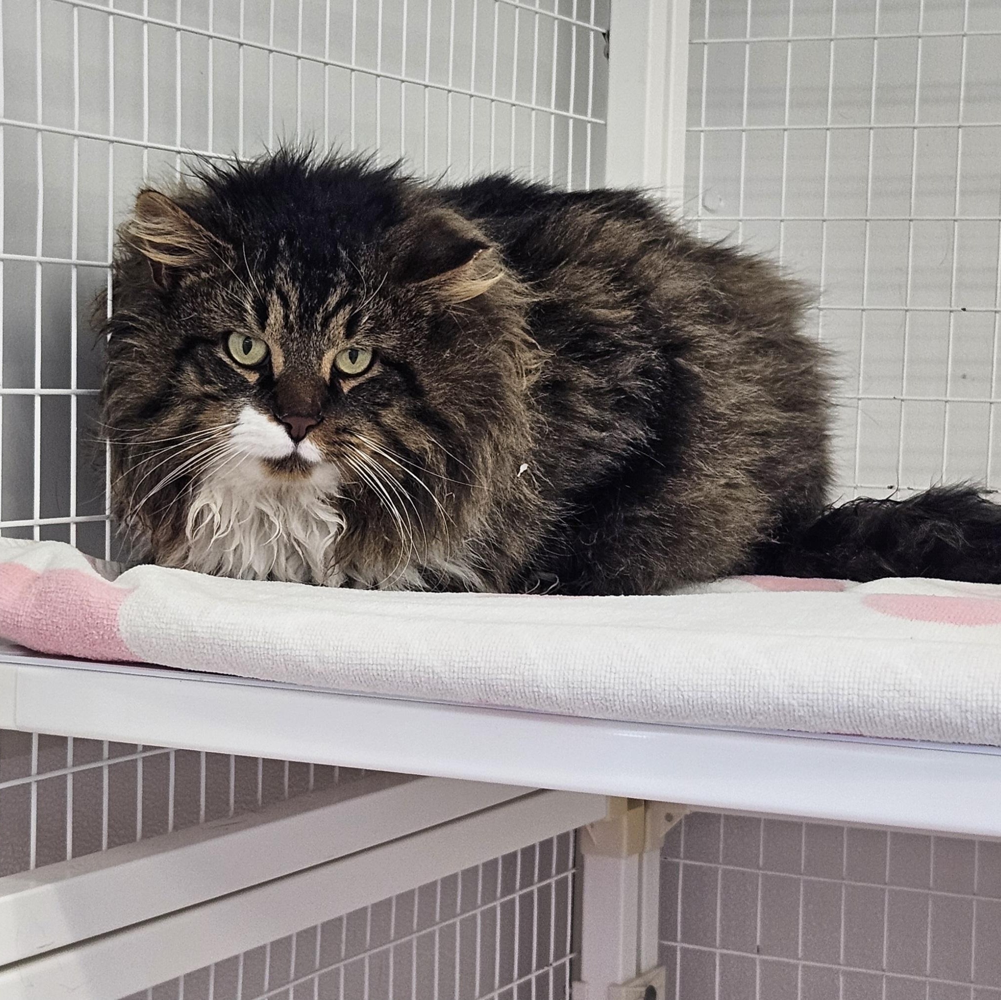 Enlarge Andy/Working Cat- Courtesy Post, a ADOPTABLE Domestic Long Hair in Medfield, MA image 2/3