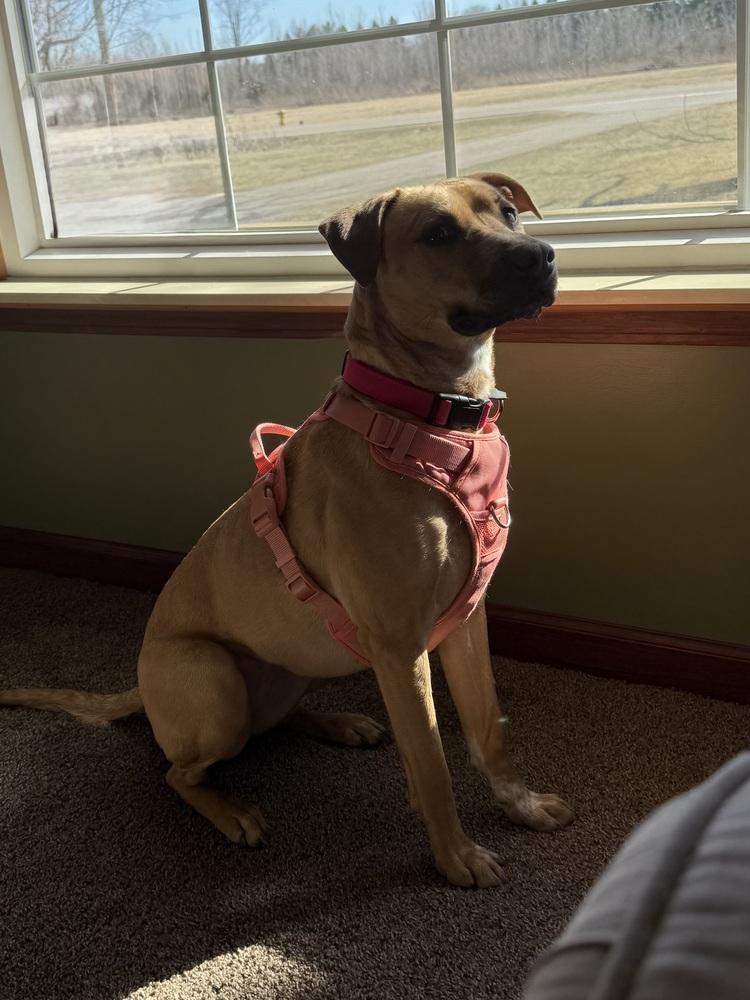 Enlarge Melon, a Adoptable mixed breed in Clinton Township, MI image 1/6