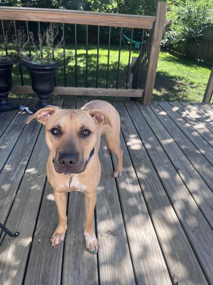 Melon, Adoptable, Young Female Mixed Breed.