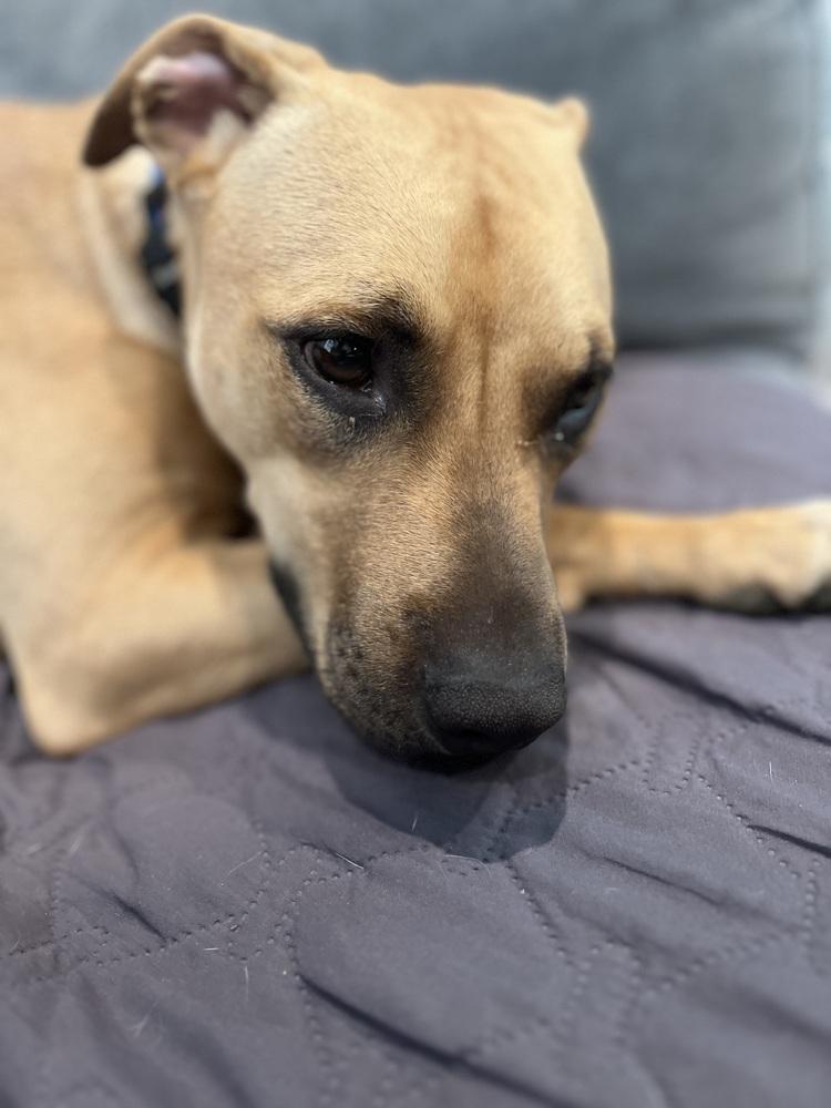 Enlarge Melon, a Adoptable mixed breed in Clinton Township, MI image 2/6