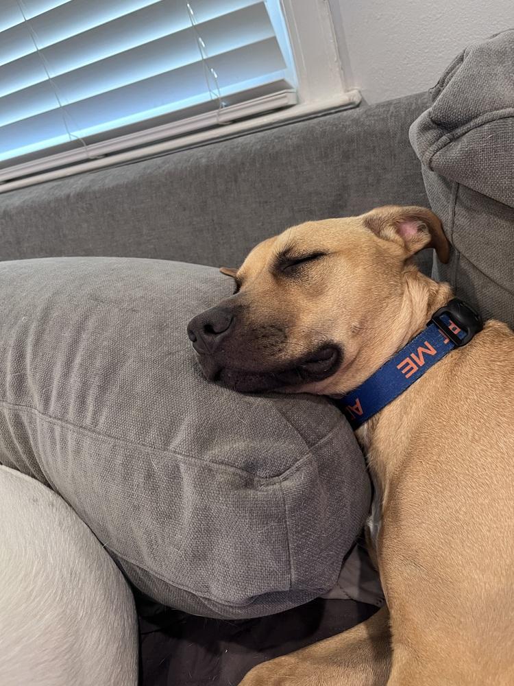 Enlarge Melon, a Adoptable mixed breed in Clinton Township, MI image 3/6