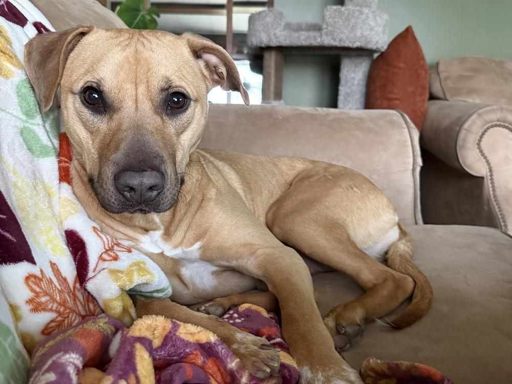 Melon, Adoptable, Young Female Mixed Breed.