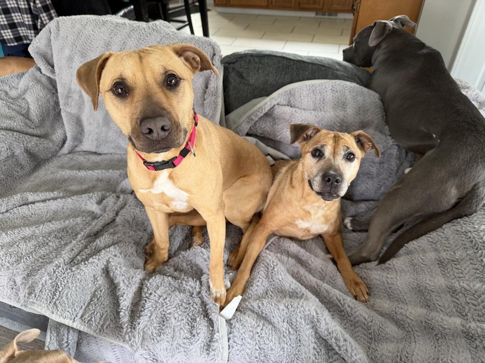 Enlarge Melon, a Adoptable mixed breed in Clinton Township, MI image 2/6