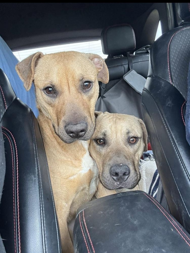 Enlarge Melon, a Adoptable mixed breed in Clinton Township, MI image 4/6