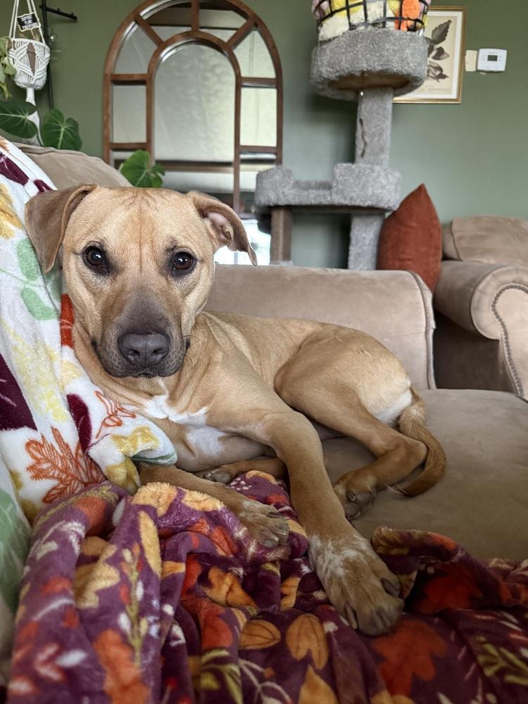 Enlarge Melon, a Adoptable mixed breed in Clinton Township, MI image 3/6