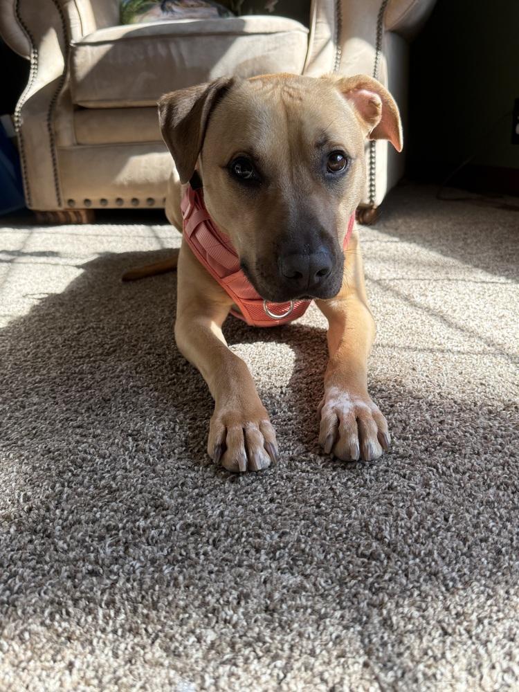 Enlarge Melon, a Adoptable mixed breed in Clinton Township, MI image 4/6