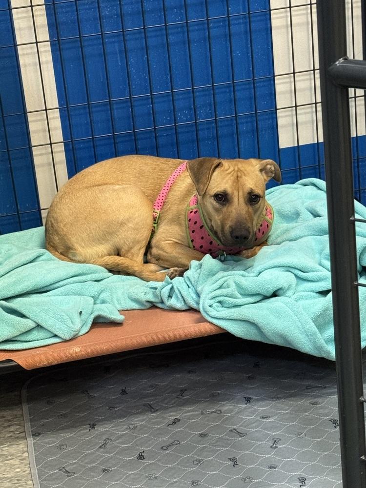 Enlarge Melon, a Adoptable mixed breed in Clinton Township, MI image 5/6