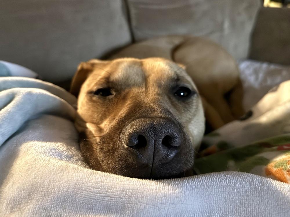 Enlarge Melon, a Adoptable mixed breed in Clinton Township, MI image 5/6