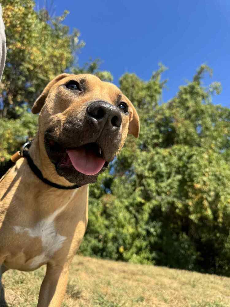 Enlarge Melon, a Adoptable mixed breed in Clinton Township, MI image 5/5