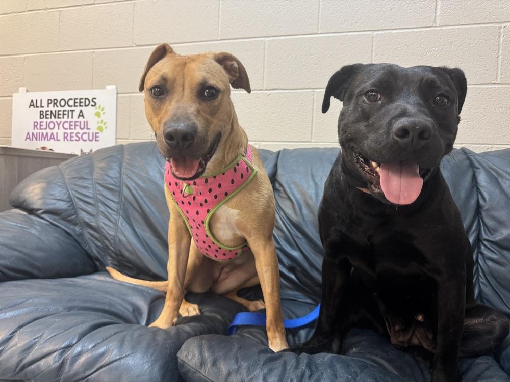 Enlarge Melon, a Adoptable mixed breed in Clinton Township, MI image 6/6