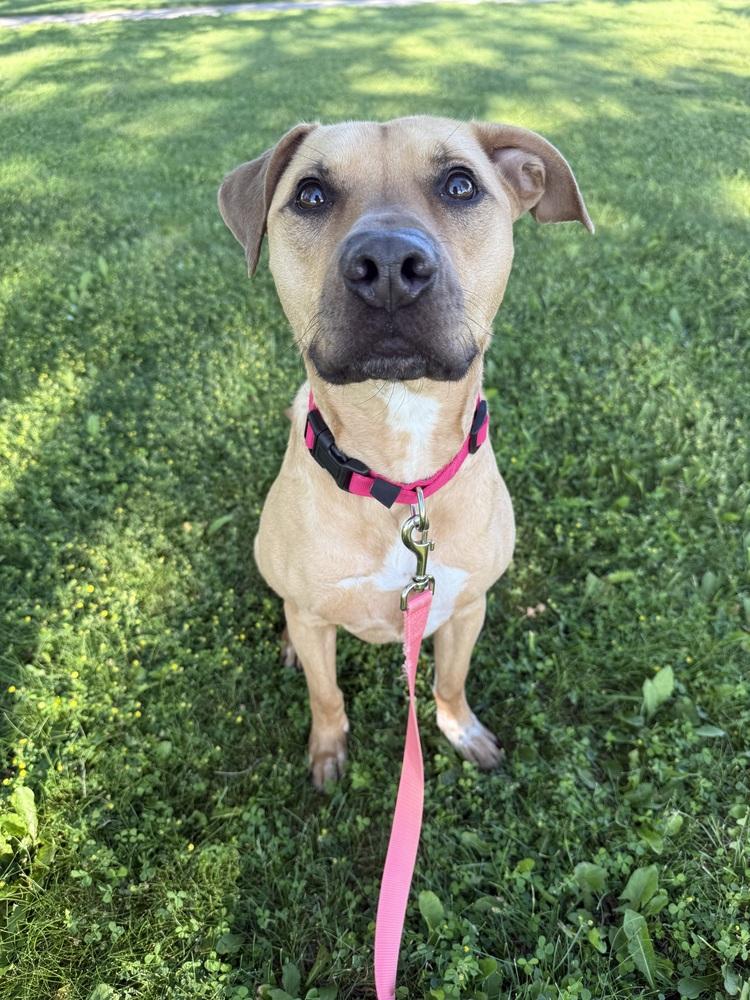 Enlarge Melon, a Adoptable mixed breed in Clinton Township, MI image 5/5