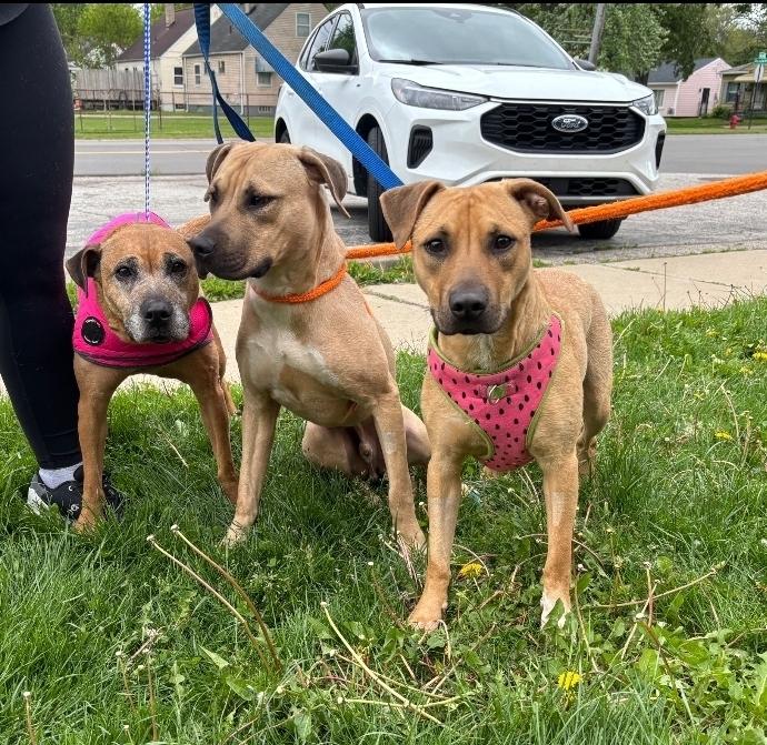 Enlarge Melon, a Adoptable mixed breed in Clinton Township, MI image 6/6
