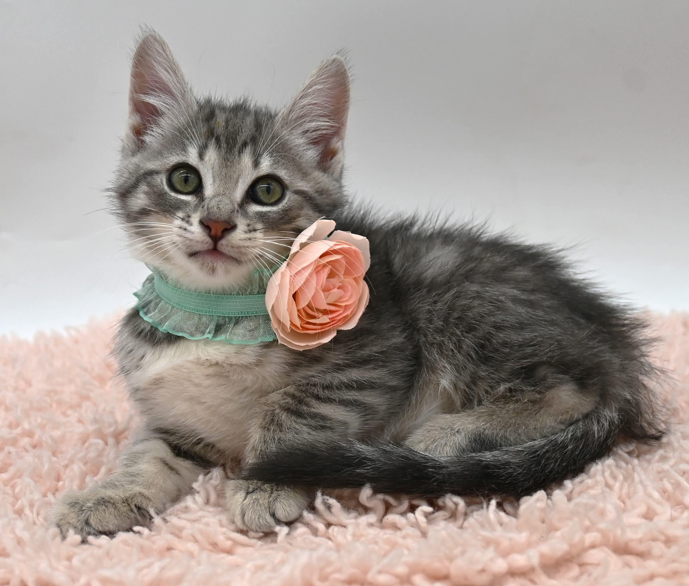 Enlarge Mocha (So Sweet), an adopted Tabby in Farmington, CT image 6/6