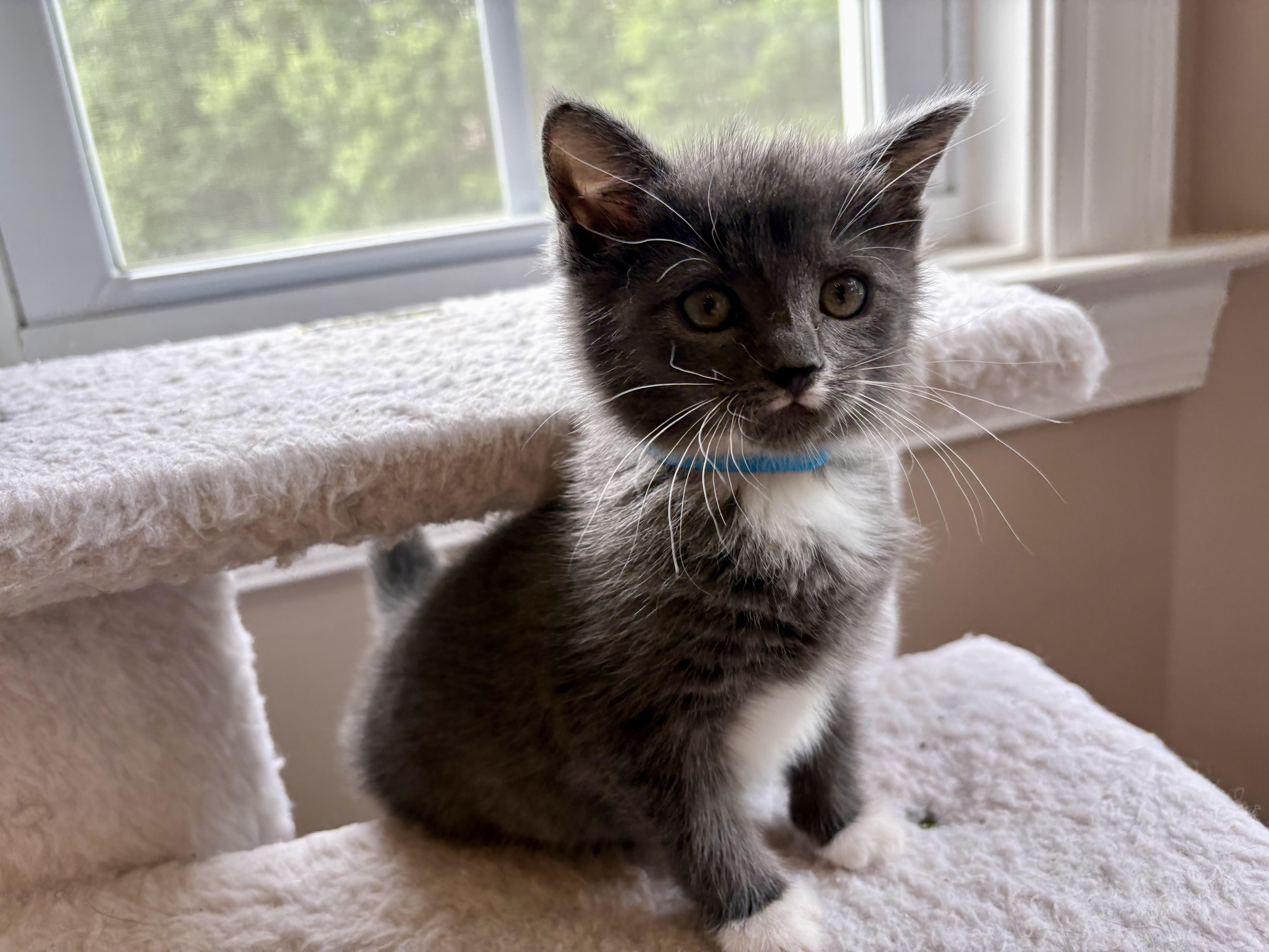 Hope, adopted, Kitten Female Domestic Short Hair & American Shorthair.