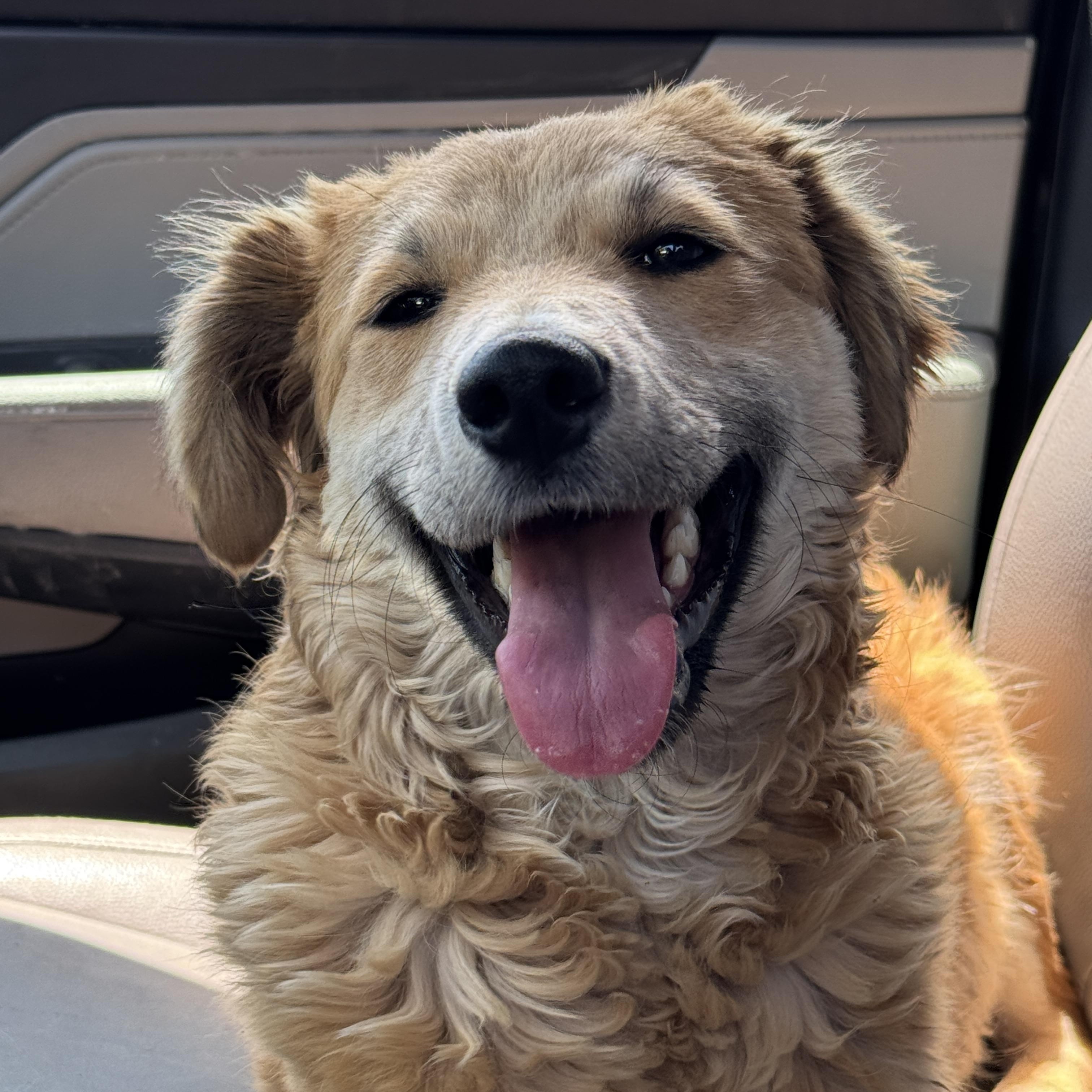 Tuesday, an adoptable Aussiedoodle, Golden Retriever in San Diego, CA, 92101 | Photo Image 2