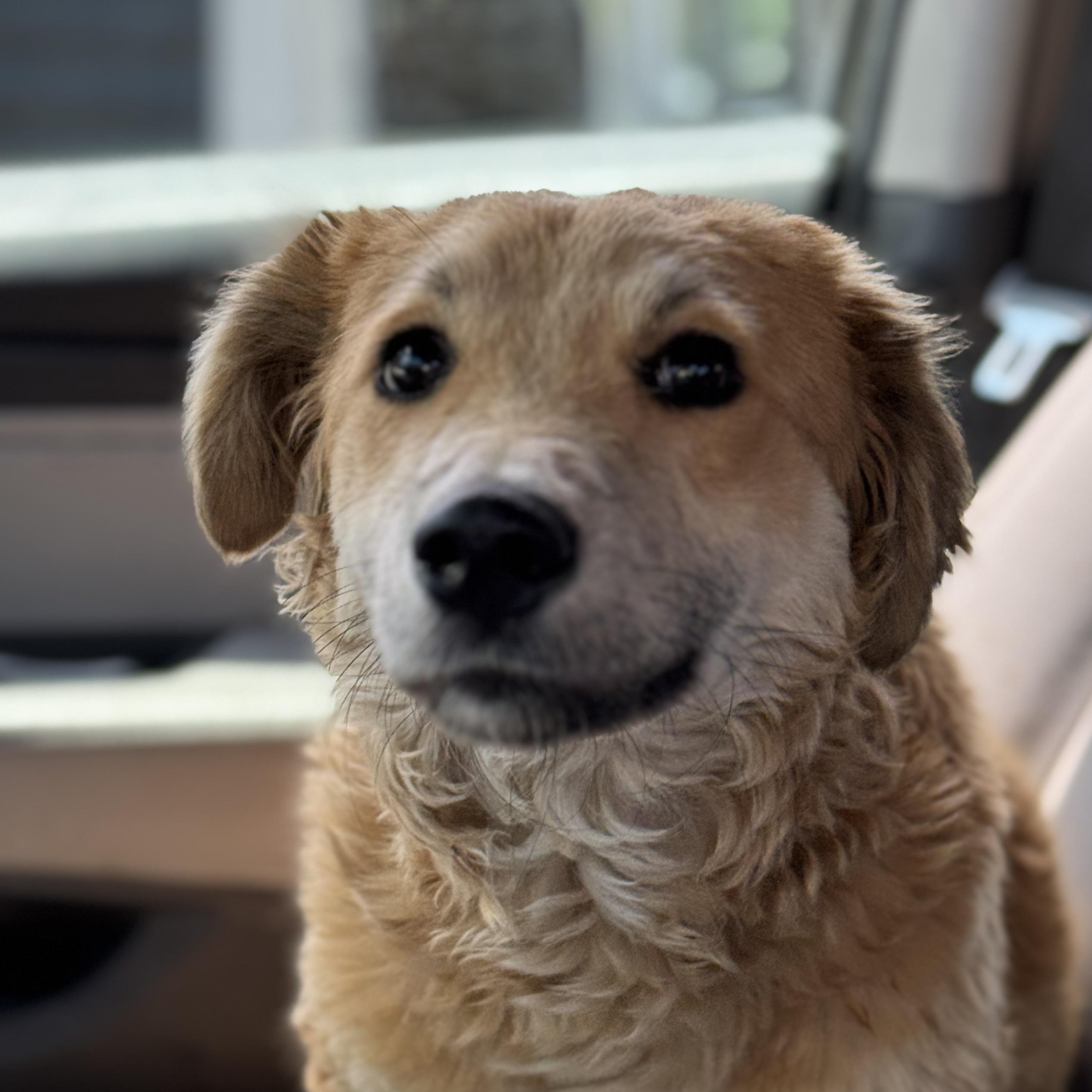 Tuesday, an adoptable Aussiedoodle, Golden Retriever in San Diego, CA, 92101 | Photo Image 3