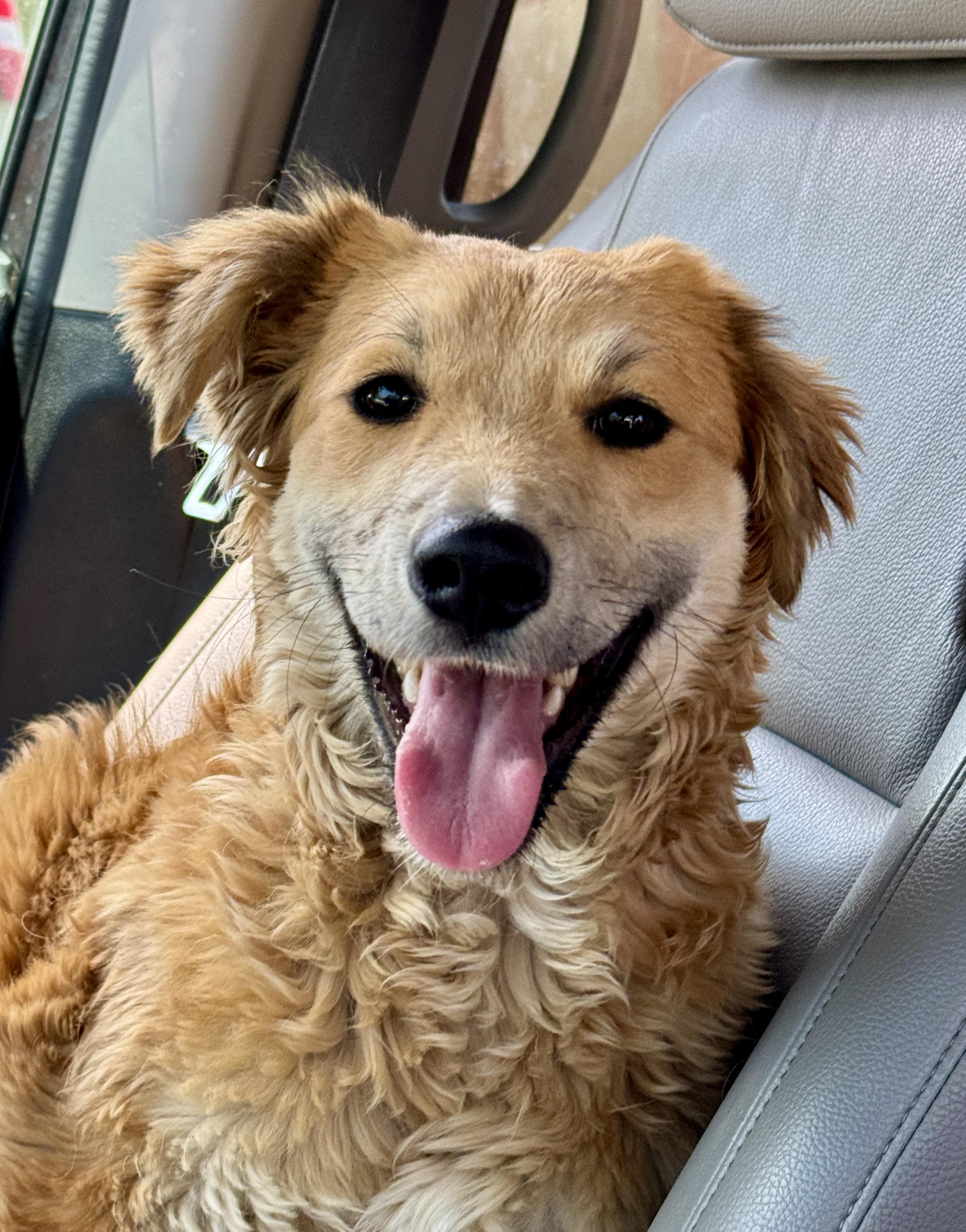 Tuesday, an adoptable Aussiedoodle, Golden Retriever in San Diego, CA, 92101 | Photo Image 4