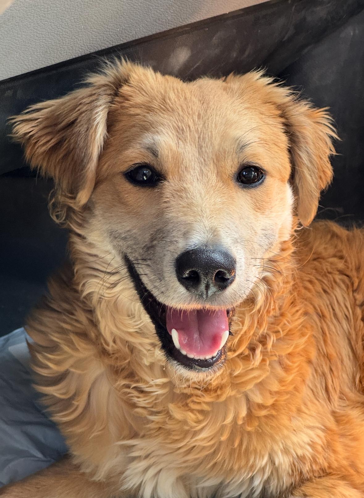 Tuesday, an adoptable Aussiedoodle, Golden Retriever in San Diego, CA, 92101 | Photo Image 5