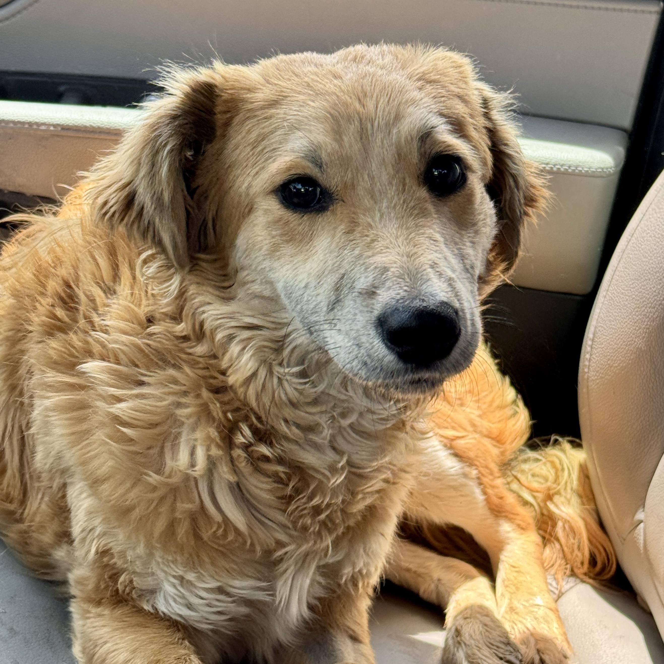 Tuesday, an adoptable mixed breed in San Diego, CA image 6/6