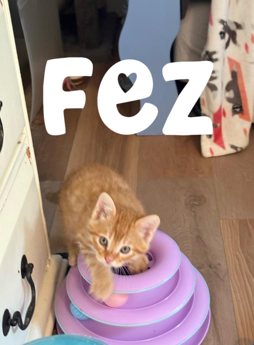 Fez - TC bonded with Alamo, a Adoptable mixed breed in Burlington, WA image 4/6