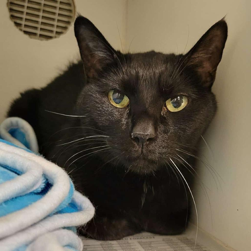 Lupita, a Adoptable Domestic Short Hair in Columbia, MO image 1/2