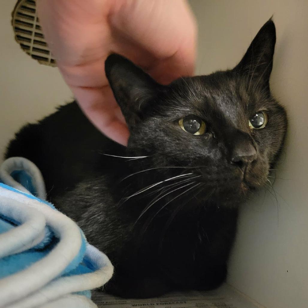 Lupita, a Adoptable Domestic Short Hair in Columbia, MO image 2/2