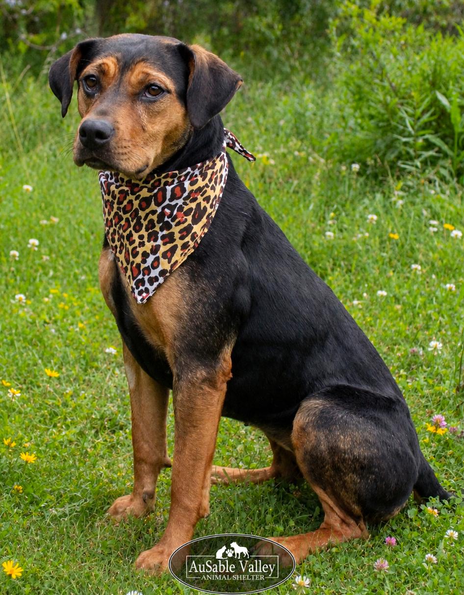 Dolly, ADOPTABLE, Adult Female Mixed Breed.