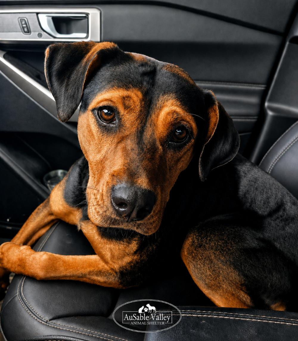 Dolly, a ADOPTABLE mixed breed in Grayling, MI image 2/6