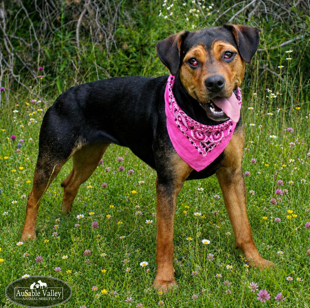 Enlarge Dolly, a ADOPTABLE mixed breed in Grayling, MI image 1/6