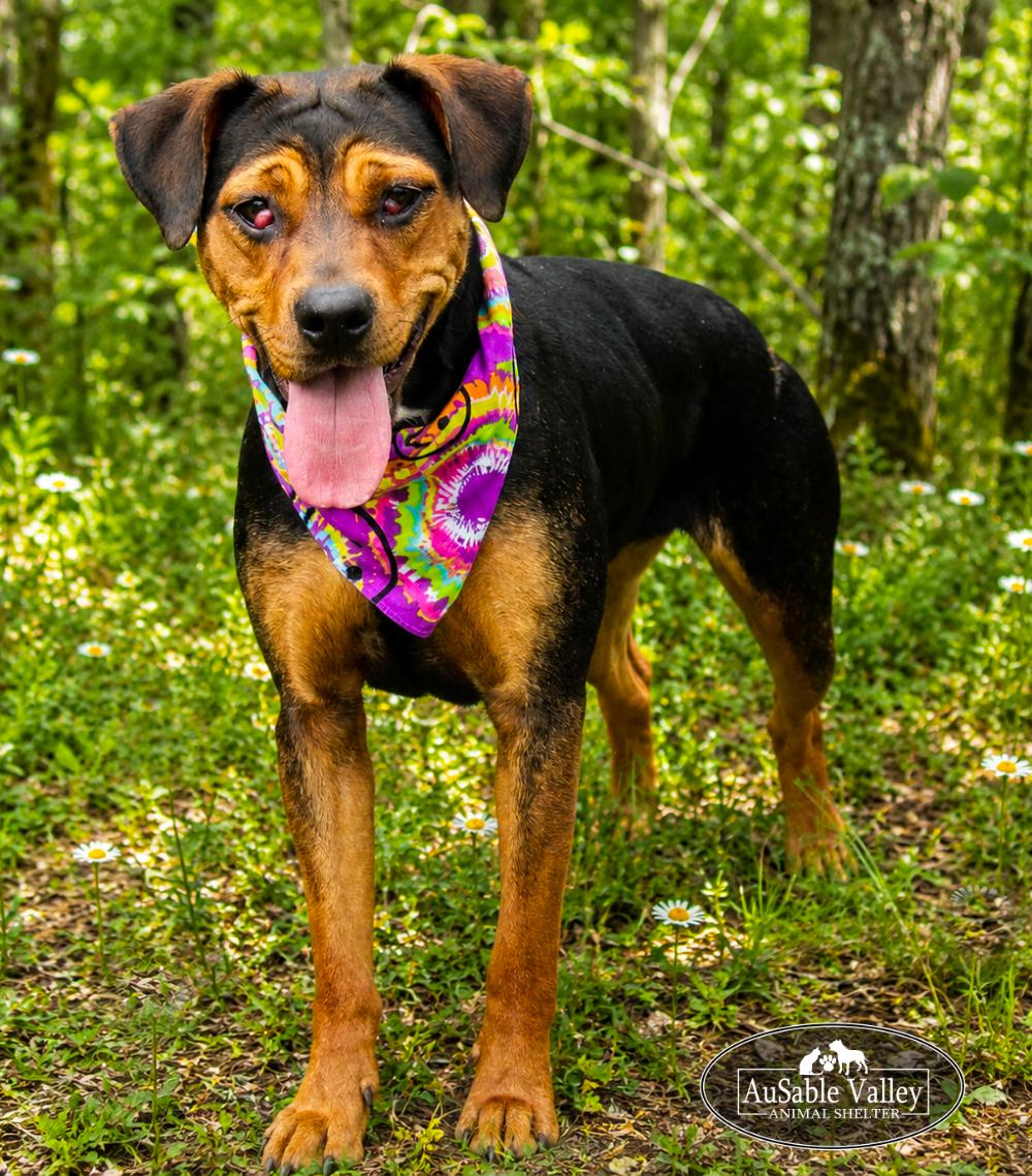 Dolly, a ADOPTABLE mixed breed in Grayling, MI image 3/6