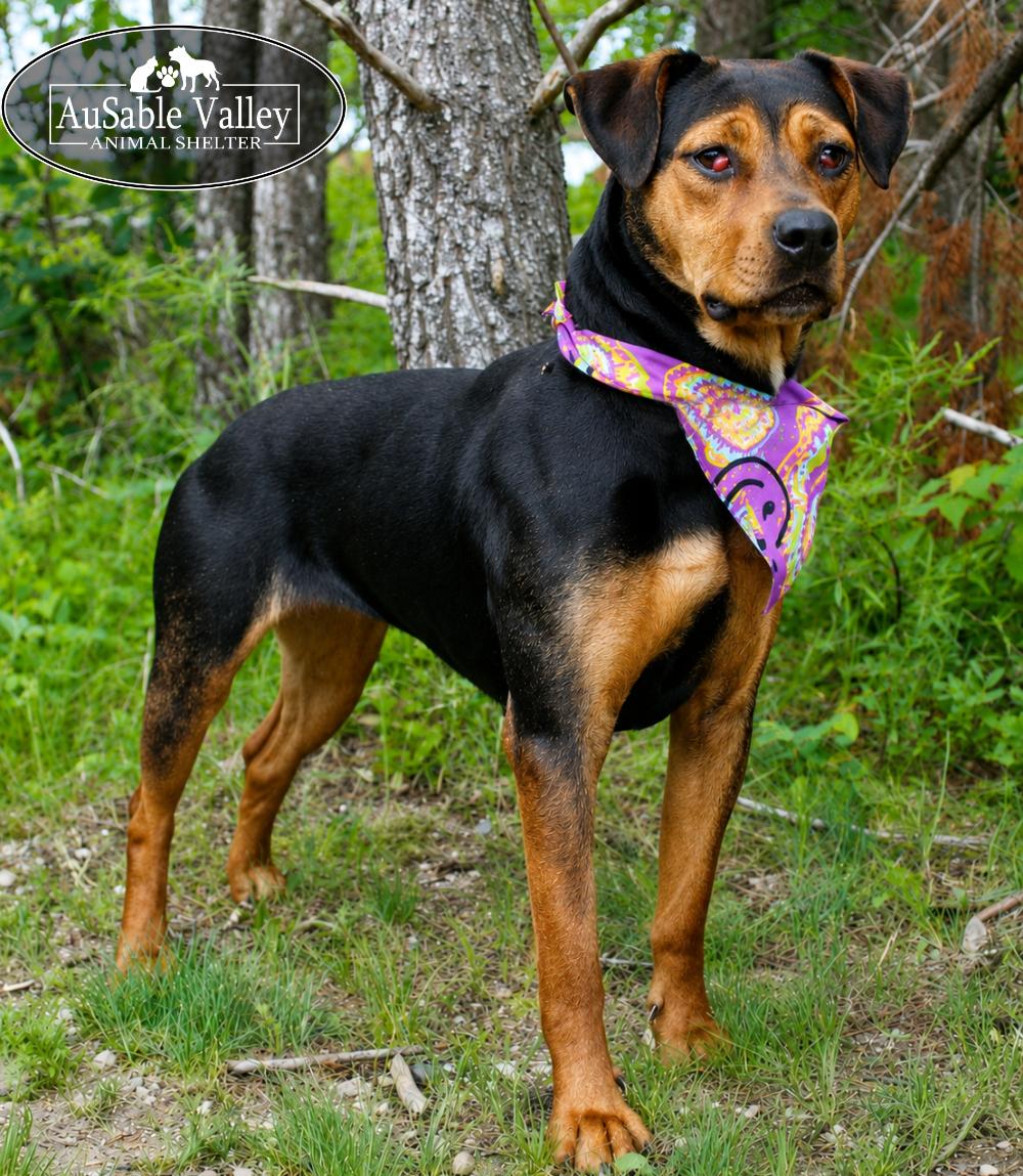 Dolly, a ADOPTABLE mixed breed in Grayling, MI image 1/6
