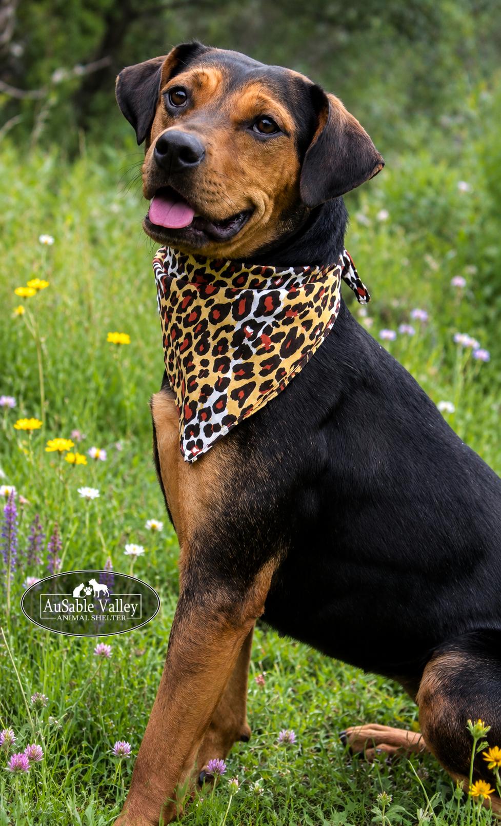 Dolly, a ADOPTABLE mixed breed in Grayling, MI image 4/6