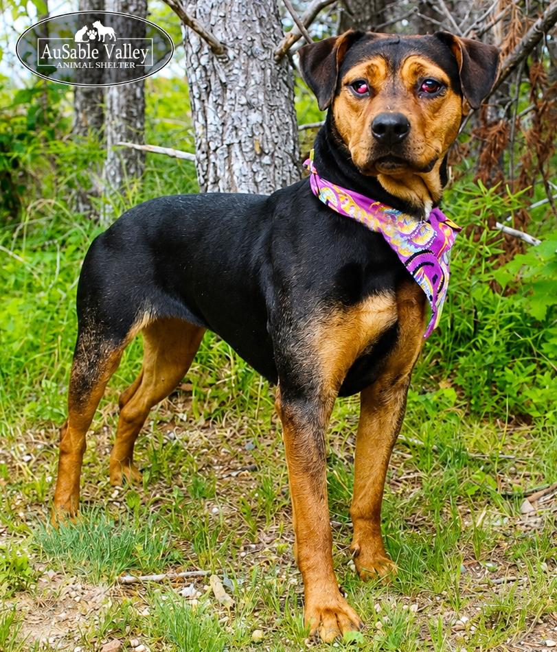 Dolly, a ADOPTABLE mixed breed in Grayling, MI image 2/6